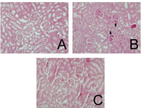 Fig. 11. Effects of AR on histopathological changes of renal tissue in chronic renal injury induced rats.