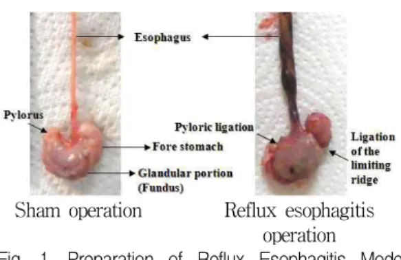 Fig. 1. Preparation of Reflux Esophagitis Model in Rats 5. 체중의 측정 모든 실험동물의 체중을 투여 시작 1일 전, 투여 시작일, 투여 시작 7, 14, 21, 26 일 후, 최종 희생일 (유문·전위부 결찰 수술 전)에 각각 전자저울(Precisa Instrument, Switzland)을 이용하여 측정하였다