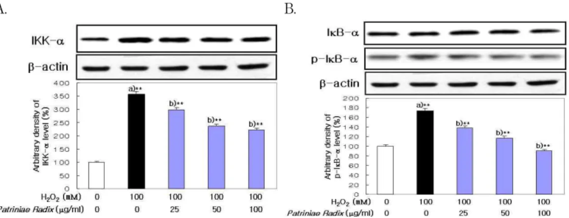 Fig. 7. Effect of Patriniae Radix on IKK-α  and phospho-IκB-α  Expression in LLC-PK 1 Cells.
