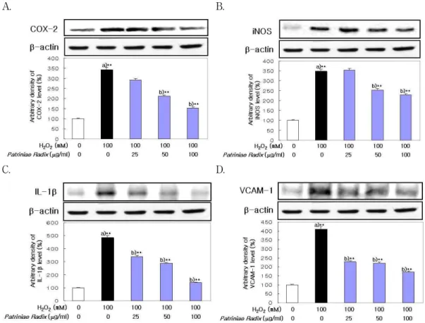 Fig. 9. Effect of Patriniae Radix on COX-2, iNOS, IL-1β  and VCAM-1 Expression in LLC-PK 1 Cells.