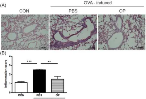 Fig. 2. Effect of OP Extract on Airway Inflammation Caused by Cell Infiltration in Lung Tissue.