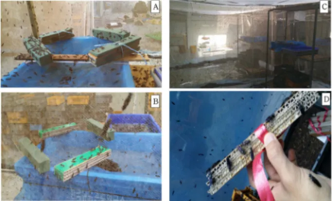 Fig. 2. Comparison of egg-filled flutes was according to cages sizes of adult BSF.  Big size cage (4 × 4 × 2 m), Medium size cage (2 × 1.0 × 2 m), Small size cage (1 × 1 × 2 m)