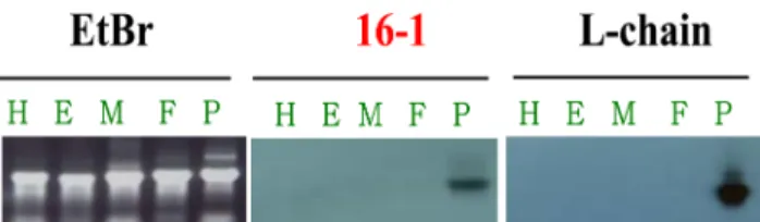 Fig. 4. Construction of restriction enzyme map of the phage DNA including the posterior silk glands specific-expressed gene (ACP- (ACP-16)