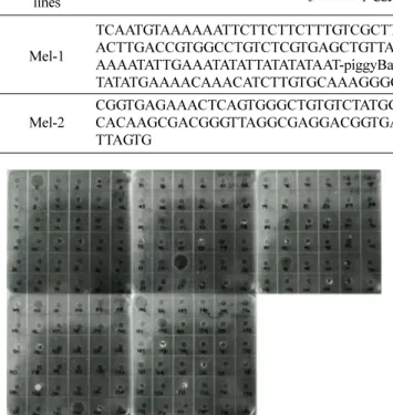 Table 2. Identification of the genomic insertion site of the pG3xP3EGFPBmA3Mellittin vector in the G2 transgenic silkworm genome by inverse PCR