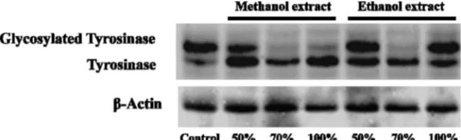 Fig. 5. Schematic diagram of action mechanism of the extracts in the melanin biosynthesis pathway.