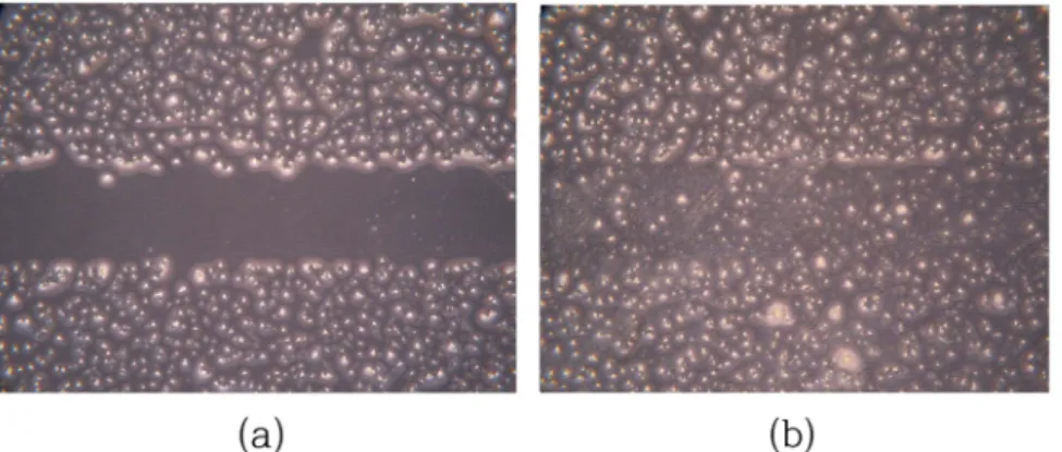 Fig. 4. Light microscope images of wound closure in vitro using confluent monolayer of gingival fibroblast primary cell; (a) Wound area immediately after wounding and (b) after 24 hr incubation, DMEM with 100 μ l  Antheraea pernyi silk fibroin.