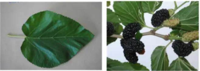 Fig. 1. Shapes of  “ Shimheung ”  leaf and fruits.