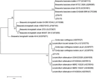 Fig. 4. Conidia and phialides of Peruvian entomopathogenic fungal isolate PJ271. DIC. X1000S.
