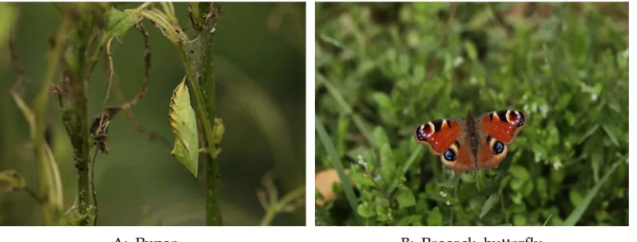 Fig. 3. Indoor-reared pupae and peacock butterfly, Inachis io