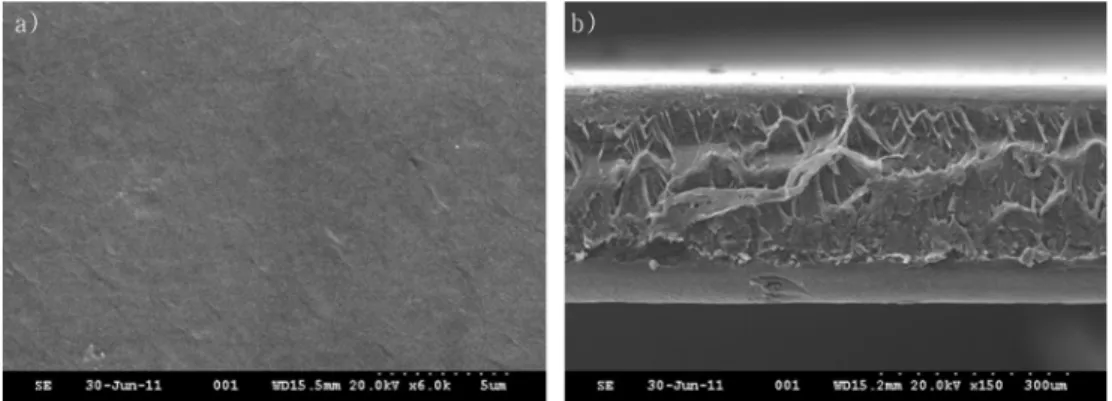 Fig. 3. SEM image of silk fibroin biological membrane. a) surface ; b) fracture