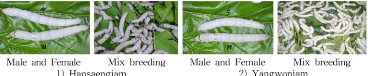 Table 1. Pupation rate of the silkworm varieties tested