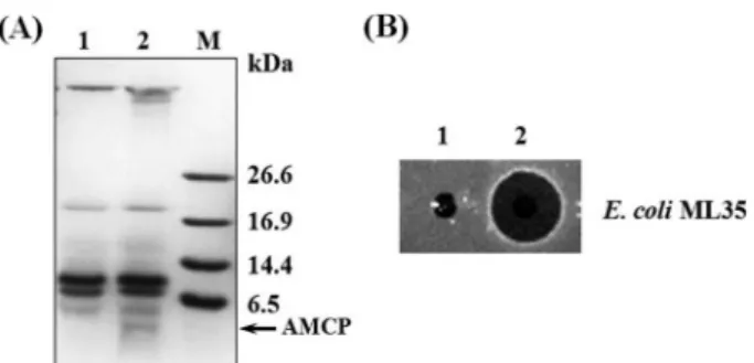 Fig. 2. MALDI-TOF MS spetrum of Isolated antimicrobial candidate peptide (AMCP) from A
