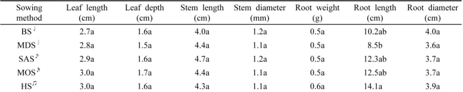 Fig.  2.  Under  ground  part  of  1  year  old  ginseng  according  to  sowing  method.