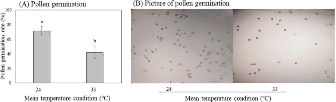 Fig.  4.  Pollen  germination  rate  (%)  (A)  and  microscopy  images  of  pollen  germination  in  the  cultivar  ‘IIpum’  (B)  at  the  flowering  stage  under  different  temperature  regimes