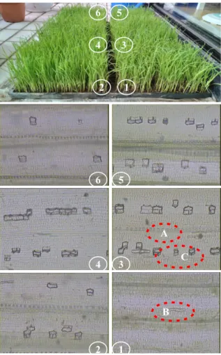 Fig.  2.  Effect  of  seed  silicate  coating  on  seasonal  prevalence  of  bakanae  disease  (caused  by  Gibberella  fujikuroi) compared  to  a  control  (no  silicate  coating).