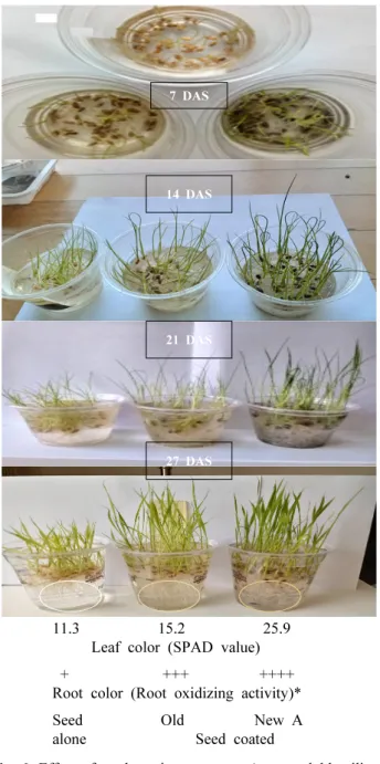 Fig.  6.  Effect  of  seed  coating  treatment  (water-soluble  silicate  and dolomite/iron complex powder) on leaf senescence,  root oxidizing activity and growth of 27-day-old seedlings  grown  in  a  tap  water  culture  without  nutrients 