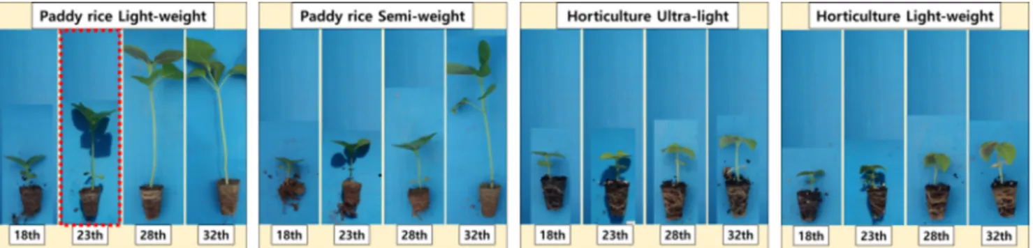 Fig.  8.  Mat  formation  of  the  root  and  height  changes  among  seedbed  types  (R1,  R4,  H3,  and  H4)  and  growth  of  perilla  plants  24  (b),  50  (c),  90  (d),  and  130  (e)  days  after  transplanting  by  mechanical  transplantation  unde