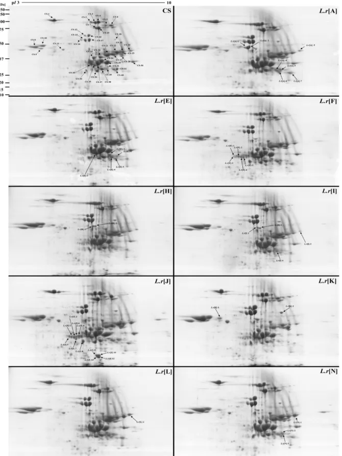 Fig. 3. Comparison of the protein expression patterns of wheat-Leymus disomic addition lines based on Chinese Spring (CS)  by 2-DE