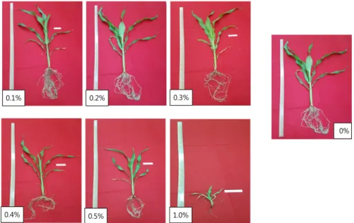 Fig. 11. Growth status of Satangdaejuk in response to salt treatment.