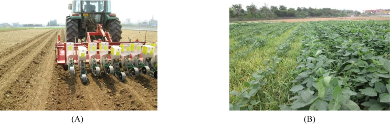 Fig. 1. Mechanized planting of soybean at the same time as ridge formation (A), difference in soybean growth ; left: barley  living mulch, right: no mulch (B)