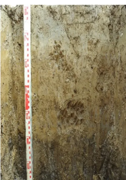 Fig. 1. Soil profile at the experimental site.