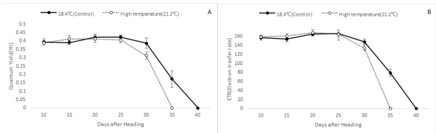 Fig. 7. Changes in α-amylase activity in grain (A) and stem (B) at high temperature during the ripening period