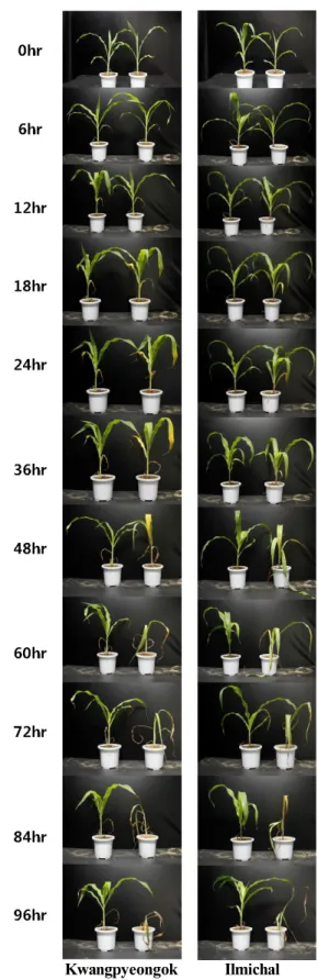 Fig. 1. Maize seedlings were grown in a growth chamber  maintained at a temperature of 23±2°C for control  plants (left) and 35±2°C for hot air stressed plants  (right) with 35% relative humidity.