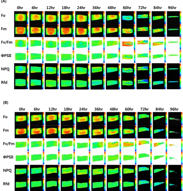Fig. 2. Comparison of changes in chlorophyll fluorescence imaging values (F o , F m , F v /F m ,  ΦPSII, NPQ, and Rfd)from maize  seedlings grown in a growth chamber maintained at 35±2°C with 35% relative humidity for 96hr under hot air condition.