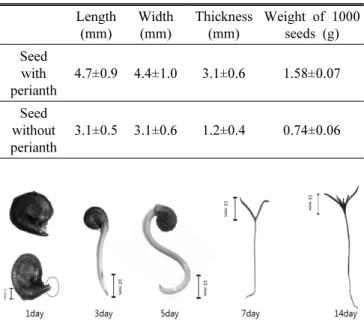 Fig. 2. Germination and seedling growth process in Suaeda  asparagoides. Seeds were imbibed with distilled water at 30°C under light conditions.
