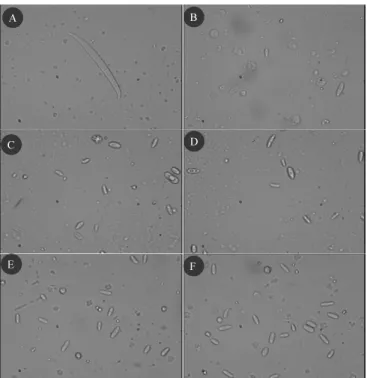 Fig. 4. Distribution of bakanae diseases at late of ripening stage  (161-days after seeding) in different part of dead tissue  of infected rice plant grown in wet direct seeding.