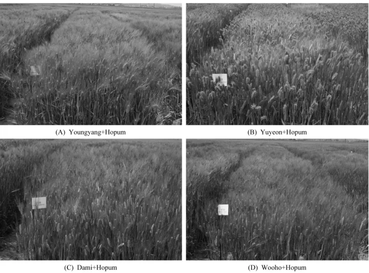 Fig. 1. Growth view of mixed seeding types.