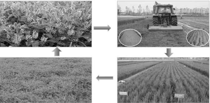 Fig. 1. Rice-green manure crop cropping process in paddy field.점차  악화되어  안정적인  식량생산에  차질이  생길  것이다