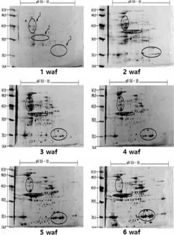 Fig. 1. Comparison between protein expression of 1 week  and 6 week in Taekwang by using 2-DE (In Fig; please write week instead of Waf).