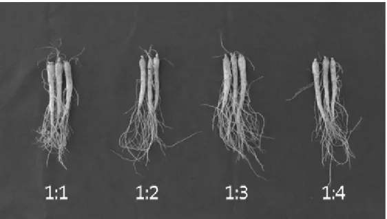 Fig. 1. Growth Characteristics of ginseng root by different blue and red LED light ratio.