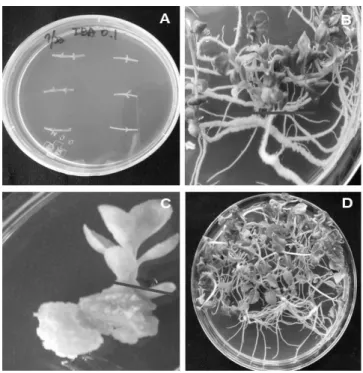 Fig. 1. Experimental materials from different organs of Platycodon grandiflorum. A. Nodal Segment (Control), B