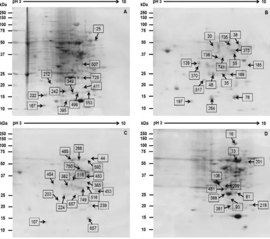 Fig. 2. Reference 2-DE gel map from the different organs of (A) Control, (B) Callus, (C) Root, (D) Shoot