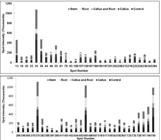 Fig. 3. Relative protein intensity of differentially expressed proteins from different organs of Platycodon grandiflorum.