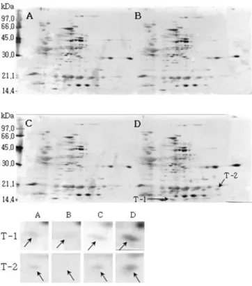 Fig. 1. Reference 2-DE gel map from Sobaeknamul-kong in  soaking conditions. Proteins were extracted from seeds,  separated by 2-DE, and visualized by silver staining