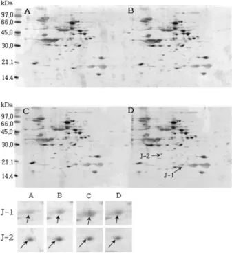 Fig. 4. Reference 2-DE gel map from Hwangkeum-kong in  soaking conditions. Proteins were extracted from seeds, separated by 2-DE, and visualized by silver staining