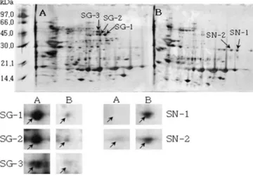 Fig. 10. Reference 2-DE gel map from Paldonamul-kong after  soaking conditions. Proteins were extracted from seeds, separated by 2-DE, and visualized by silver staining