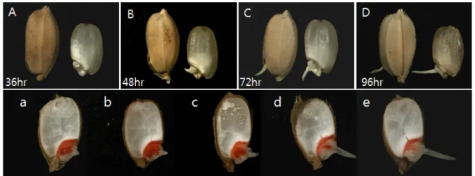 Fig. 4. Morphological appearance of sprouted grains of unhulled and hulled rice according to shoot length