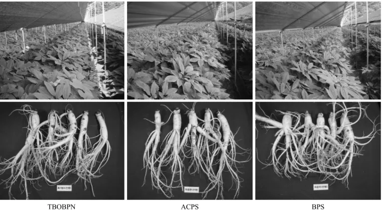 Fig. 1. Growth of 4-year-old ginseng by different shading materials.