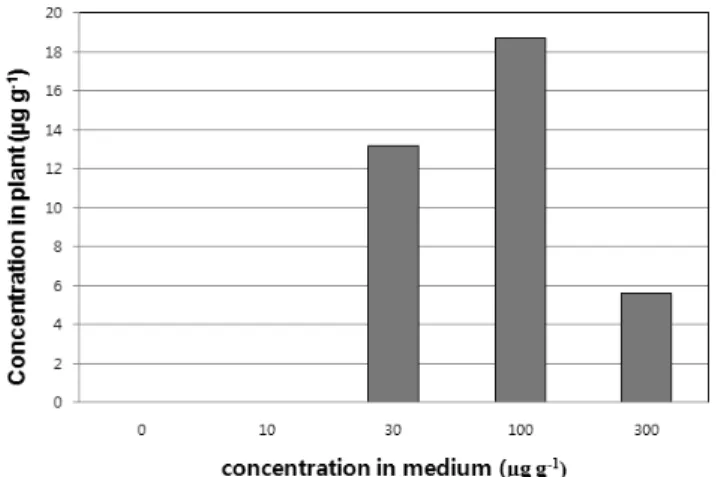 Fig. 4. Concentration of phenanthrene accumulated in rice  plant grown in phenanthrene-treated soil.