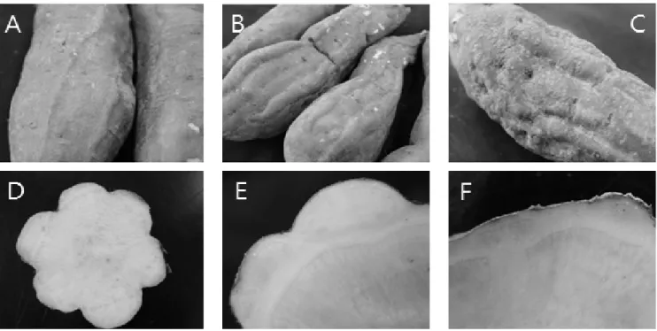Fig. 1. Shape and cross section of sweet potato. A : fine protrusion, B : big protrusion, C : multiple protrusion