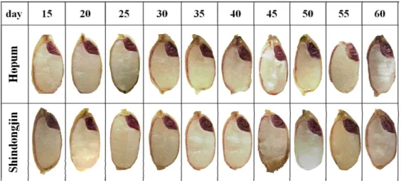 Fig. 4. Germination percentage of non pre-harvest sprouting  seeds after hulling in Hopum and Shindongjin (vertical bar: standard deviation).