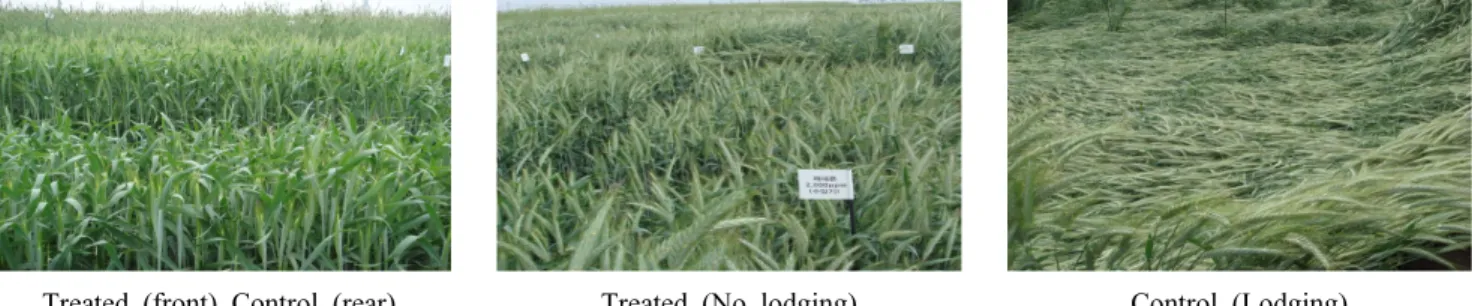 Table 3. Effects of ethephon treatment on ears, litter weight, thousand seeds  weight, seed germination and yield at different  growth stage in triticale.