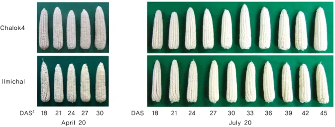 Fig. 2. Comparison of waxy corn hybrid ears during ripening with different sowing date