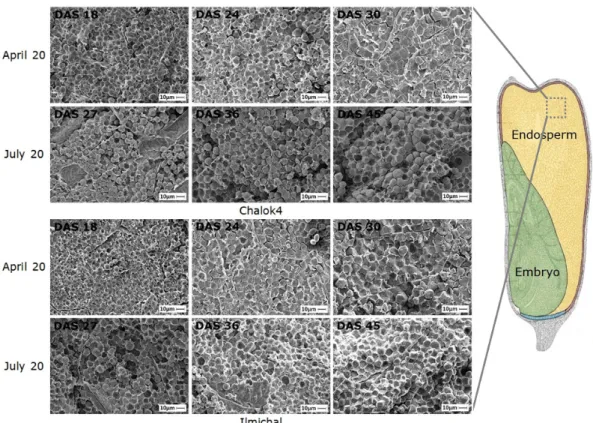 Fig. 11. Features of scanning electron micrographs (SEM) of the waxy corn starch granule in the cells around the pericarp (×1,500).