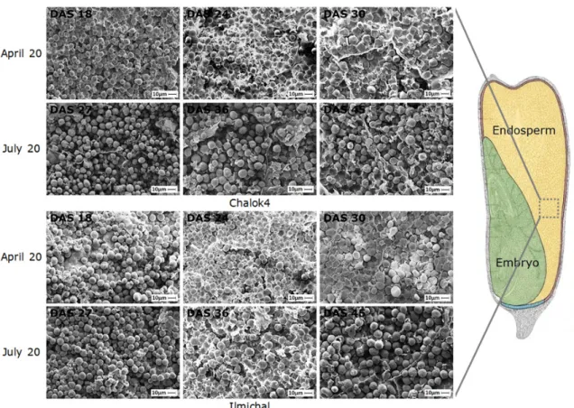 Fig. 12. Features of scanning electron micrographs (SEM) of the waxy corn starch granule in the cells around the embryo (×1,500)