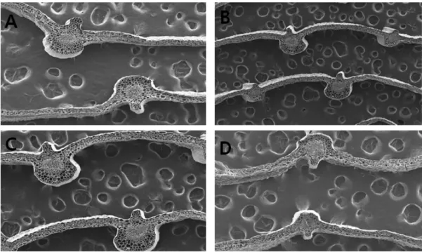 Fig. 1. Leaf vein change of 3-year-old ginseng by different dilution of  pyroligneous acid